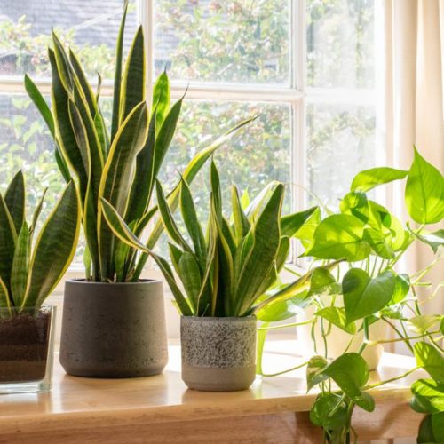 Uncountable Advantages Of Indoor Plants